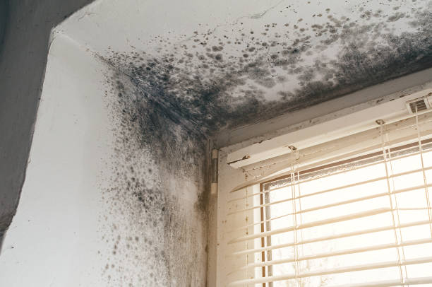 Affordable Commercial Mold Remediation solutions in White Hall, MD